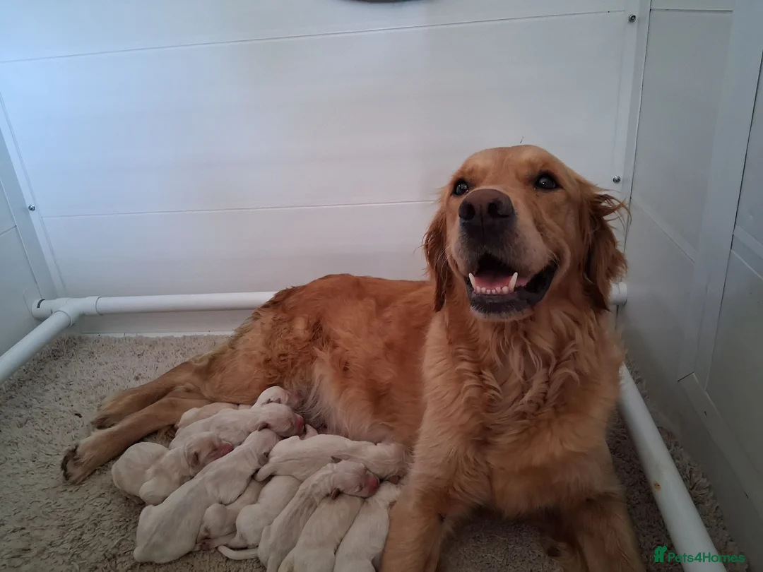 Golden Retriever dogs for sale: Mixed Shade Puppies - Ready Sept 6th - Advert 1