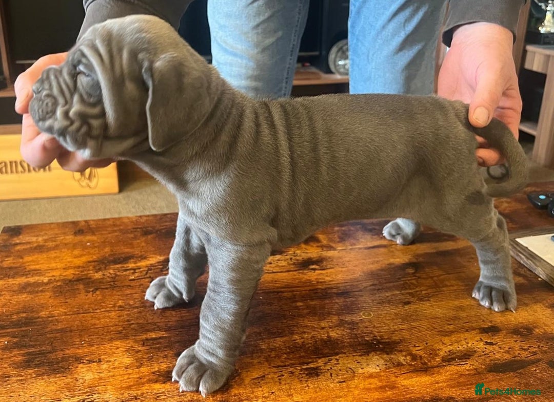 Neapolitan Mastiff dogs for sale: Makaevo Puppies - Advert 25