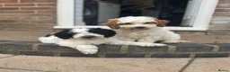 Cockapoo dogs for sale: 2 beautiful F1 cockapoo puppies  - Advert 6