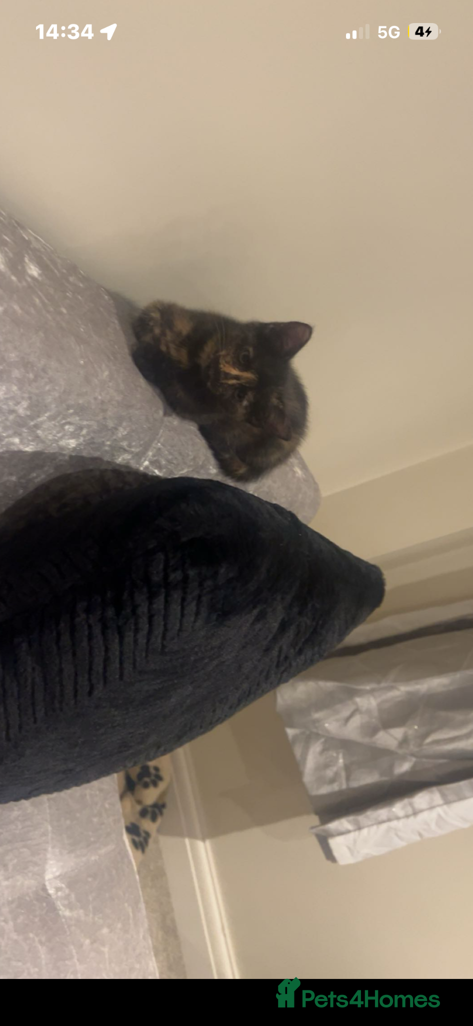 Mixed Breed cats for sale: Girl kitten for sale  in Newent - Advert 3