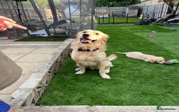 Golden Retriever dogs for stud: Proven Beautiful Golden Retriever Stud  in London - Image 2