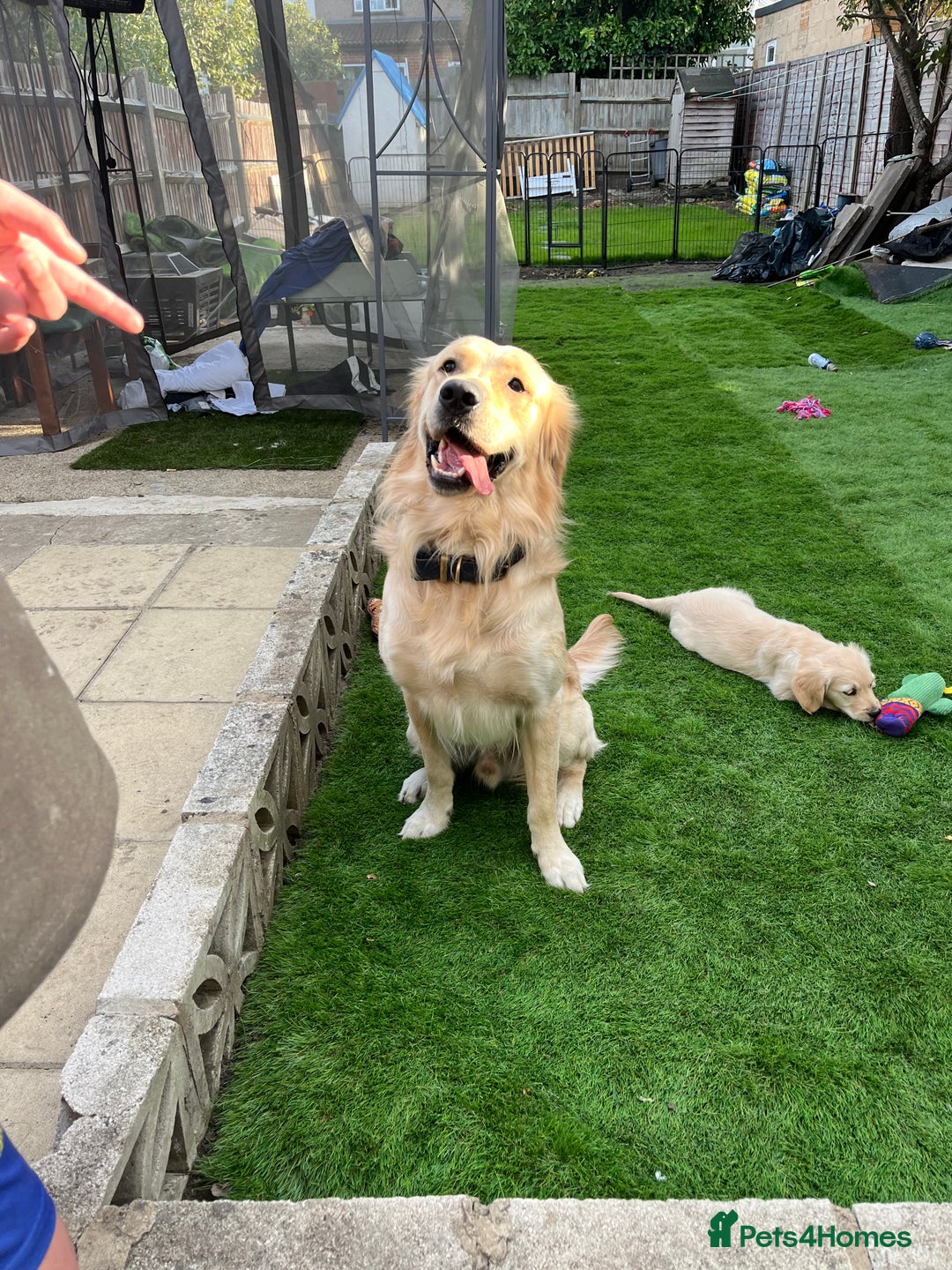 Golden Retriever dogs for stud: Proven Beautiful Golden Retriever Stud  in London - Image 2