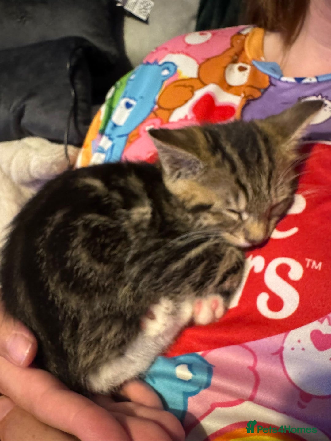 Domestic Shorthair cats for sale: 3 Gorgeous domestic short haired kittens - Image 4