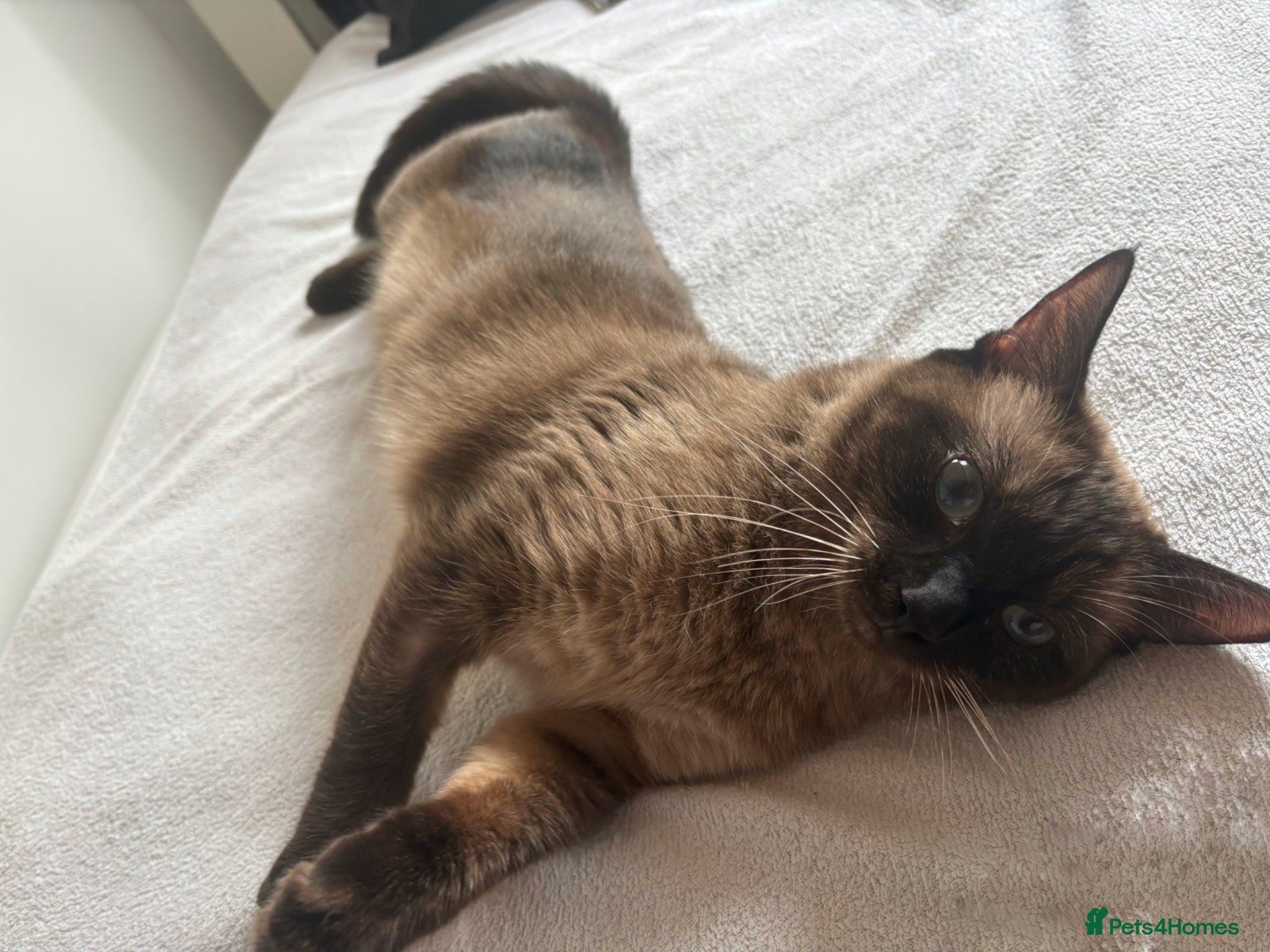 Siamese cats Beautiful Siamese 1,5 year old female cat 💕 - Advert 2