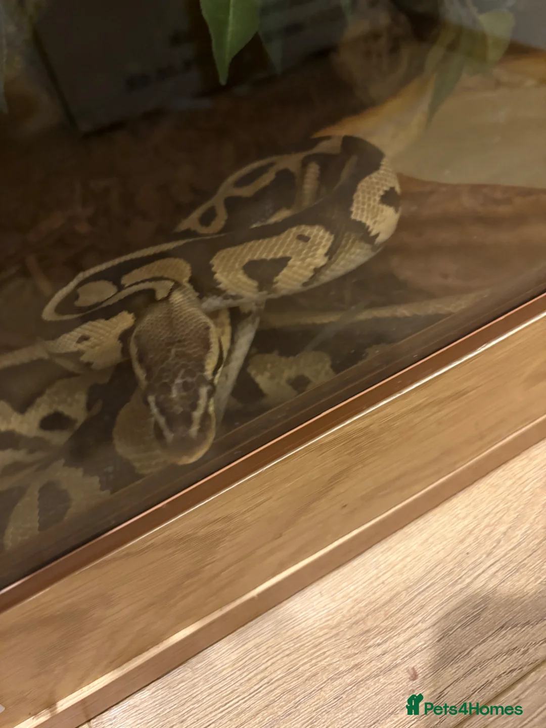 Snake reptiles for sale: 2x Royal Pythons  in Poole - Advert 4