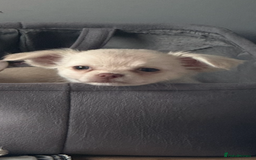 Chihuahua dogs for sale: Double chocolate platinum baby’s READY TO LEAVE  - Image 32