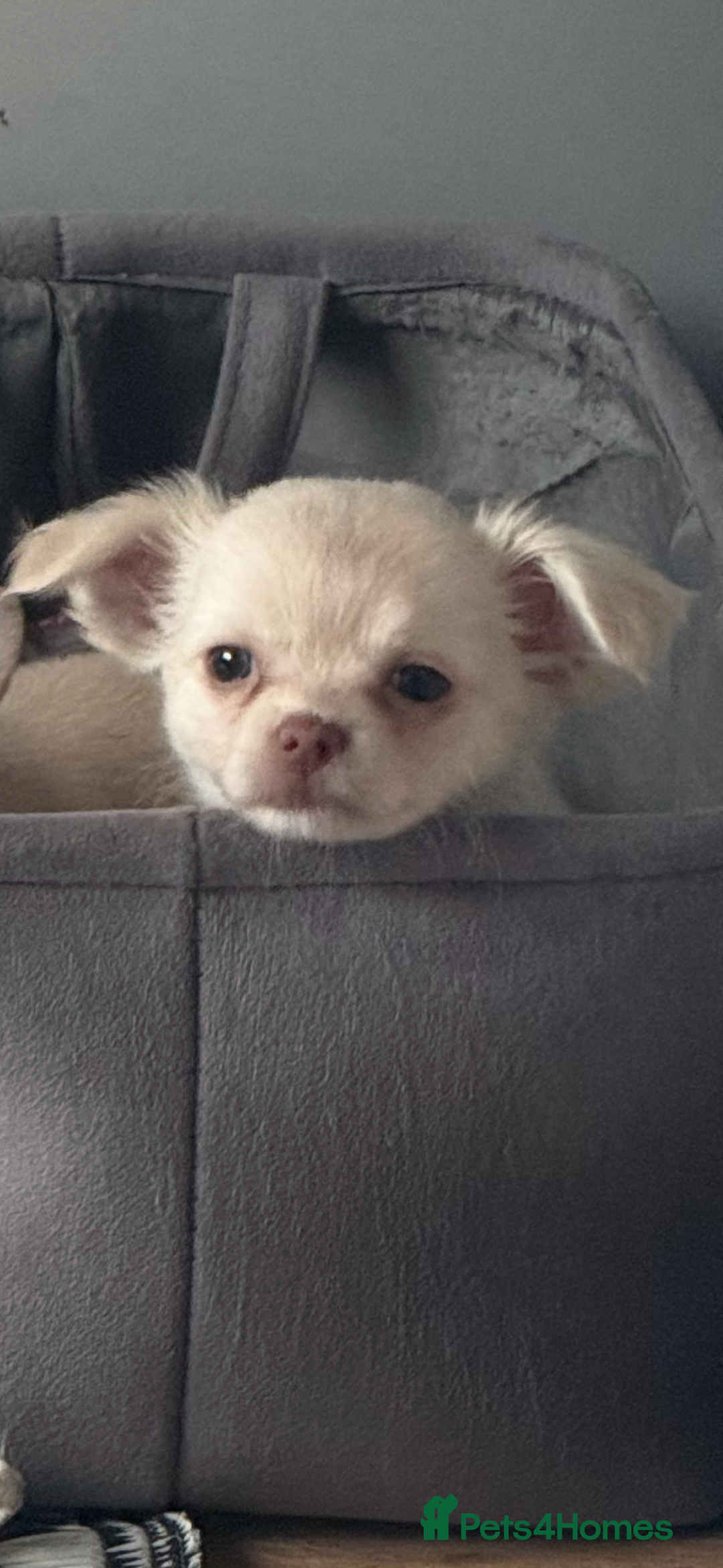 Chihuahua dogs for sale: Double chocolate platinum baby’s READY TO LEAVE  - Image 32