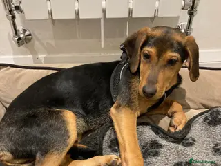 Mixed Breed dogs Rocky hound cross 4.5 mth old puppy - Advert 1