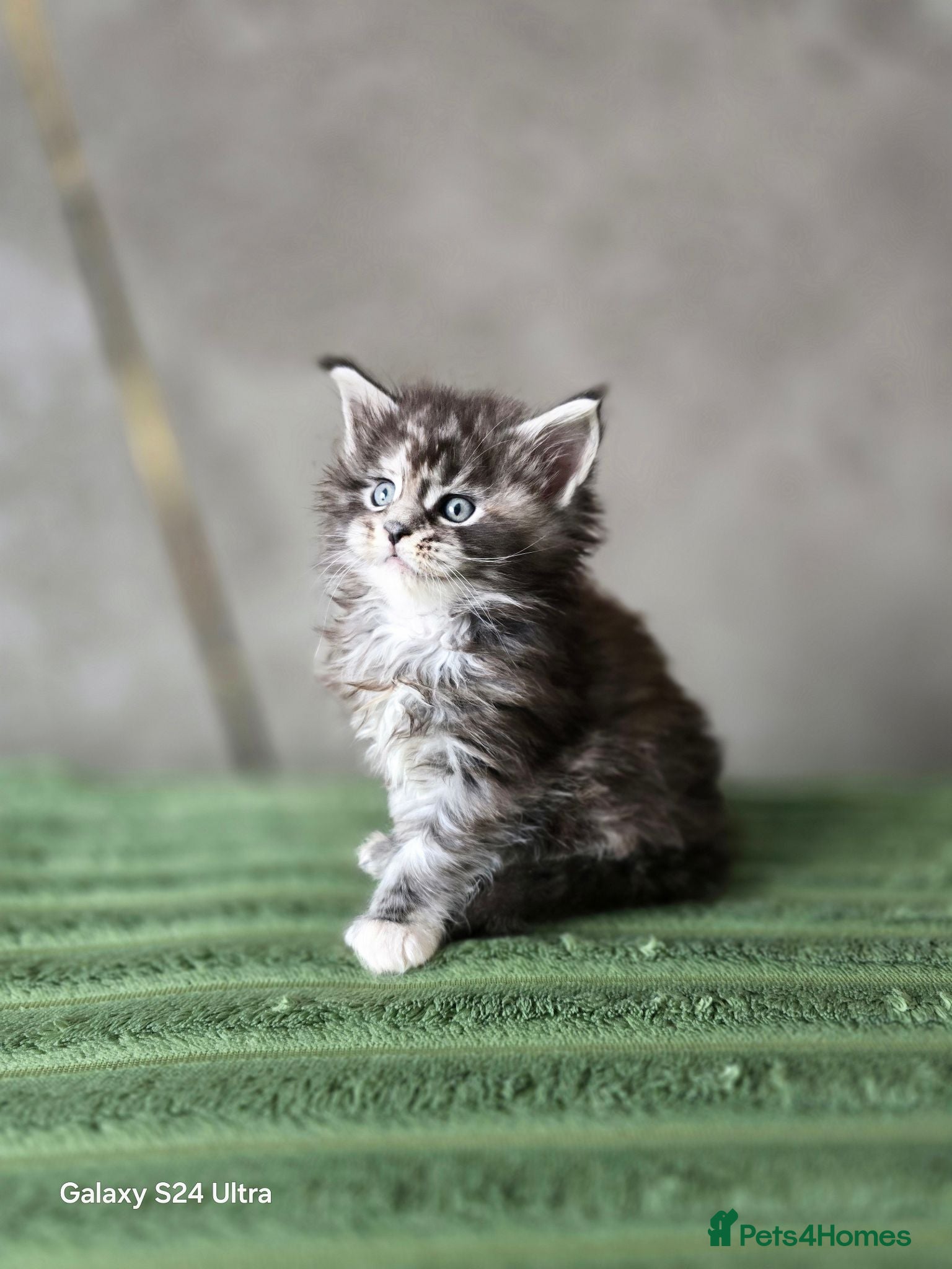 Maine Coon cats Stunning Maine Coon Kittens - Advert 1