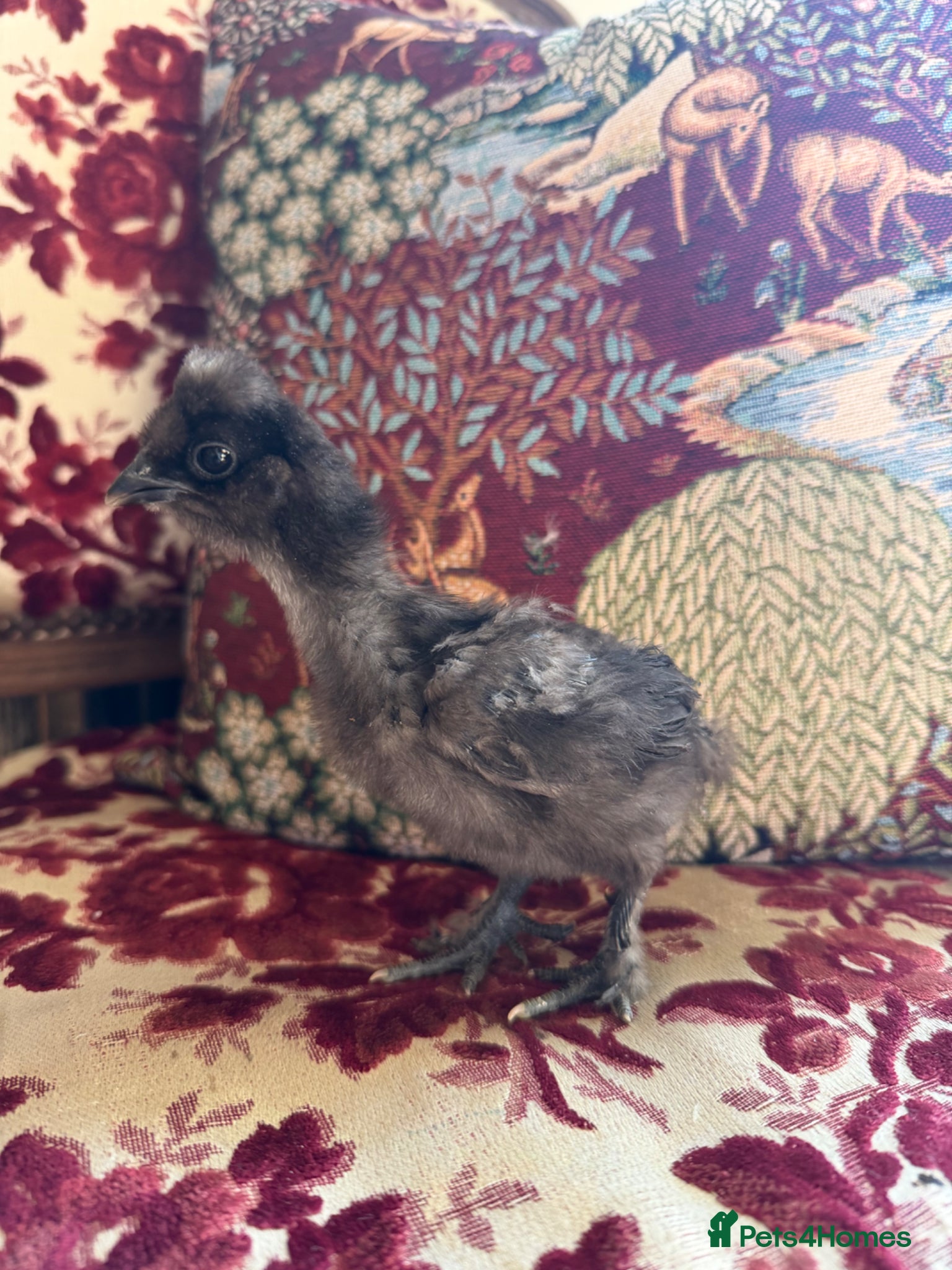 Chickens poultry Silkie Chicks  - Advert 10
