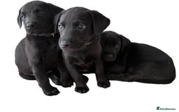 Labrador Retriever dogs for sale: KC Lab pups (from tested parents) REDUCED - Image 2