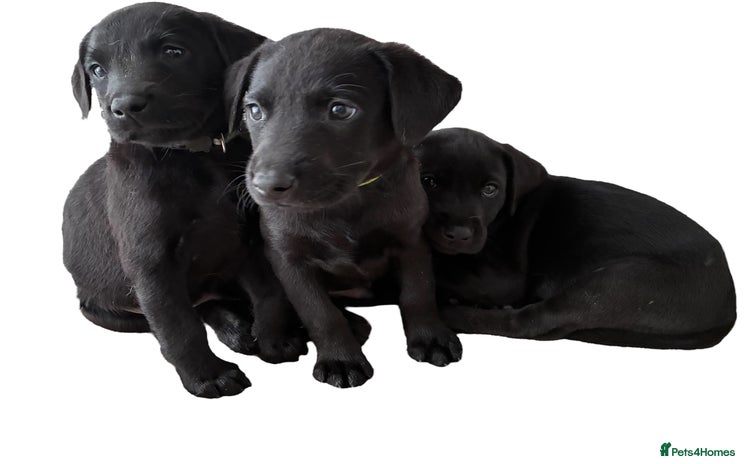 Labrador Retriever dogs - Advert 3