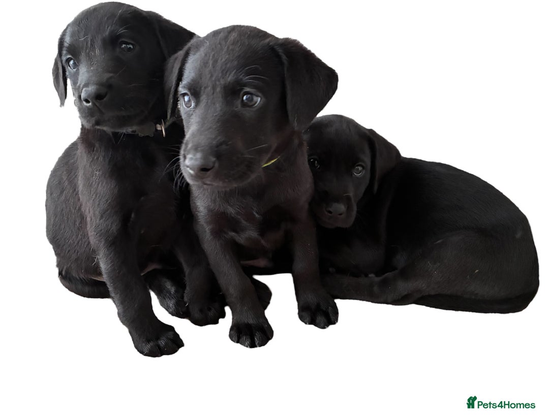 Labrador Retriever dogs for sale: KC Lab pups (from tested parents) REDUCED - Image 2