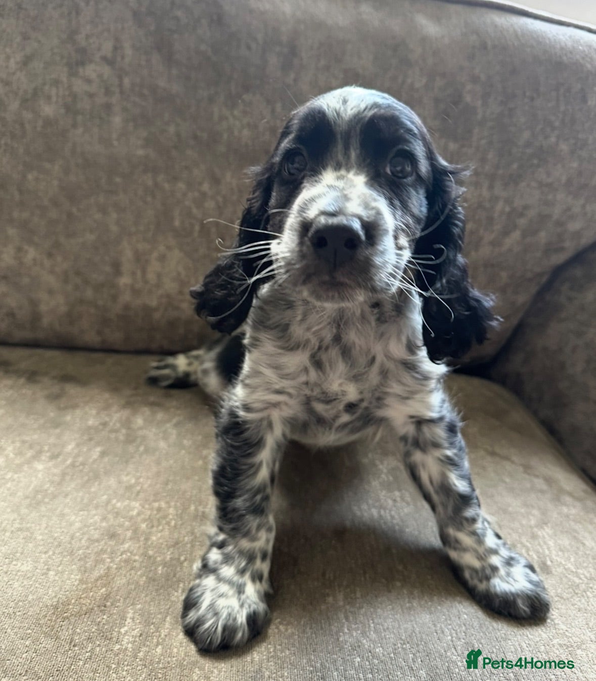Sprocker dogs The prettiest sprockers looking forever homes  - Advert 8