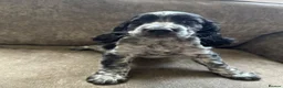 Sprocker dogs for sale: The prettiest sprockers looking forever homes  - Advert 8
