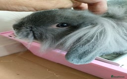 Mixed Breed rabbits for sale: Adorable lion head x lop - Image 1