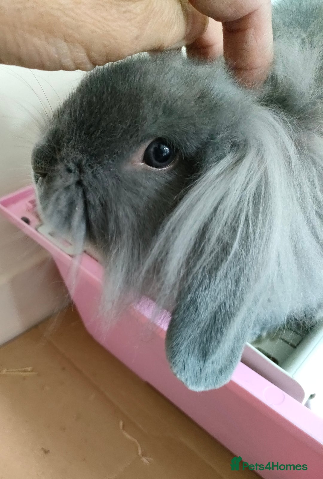 Mixed Breed rabbits for sale: Adorable lion head x lop - Image 1