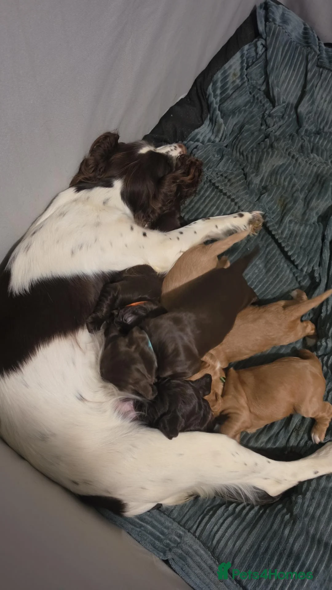 Cocker Spaniel dogs for sale: Cocker, spaniel, puppies - Advert 2