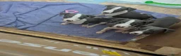 Whippet dogs for sale: Gorgeous KC registered whippet pups in Port Talbot - Advert 14