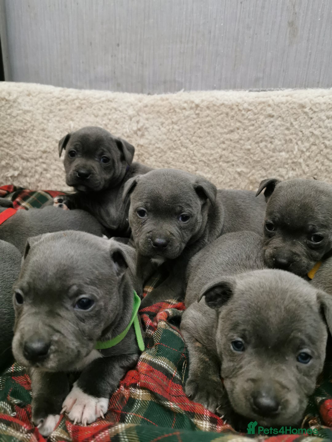 Staffordshire Bull Terrier dogs for sale: Staffordshire Bull Terrier puppies for sale  - Advert 2