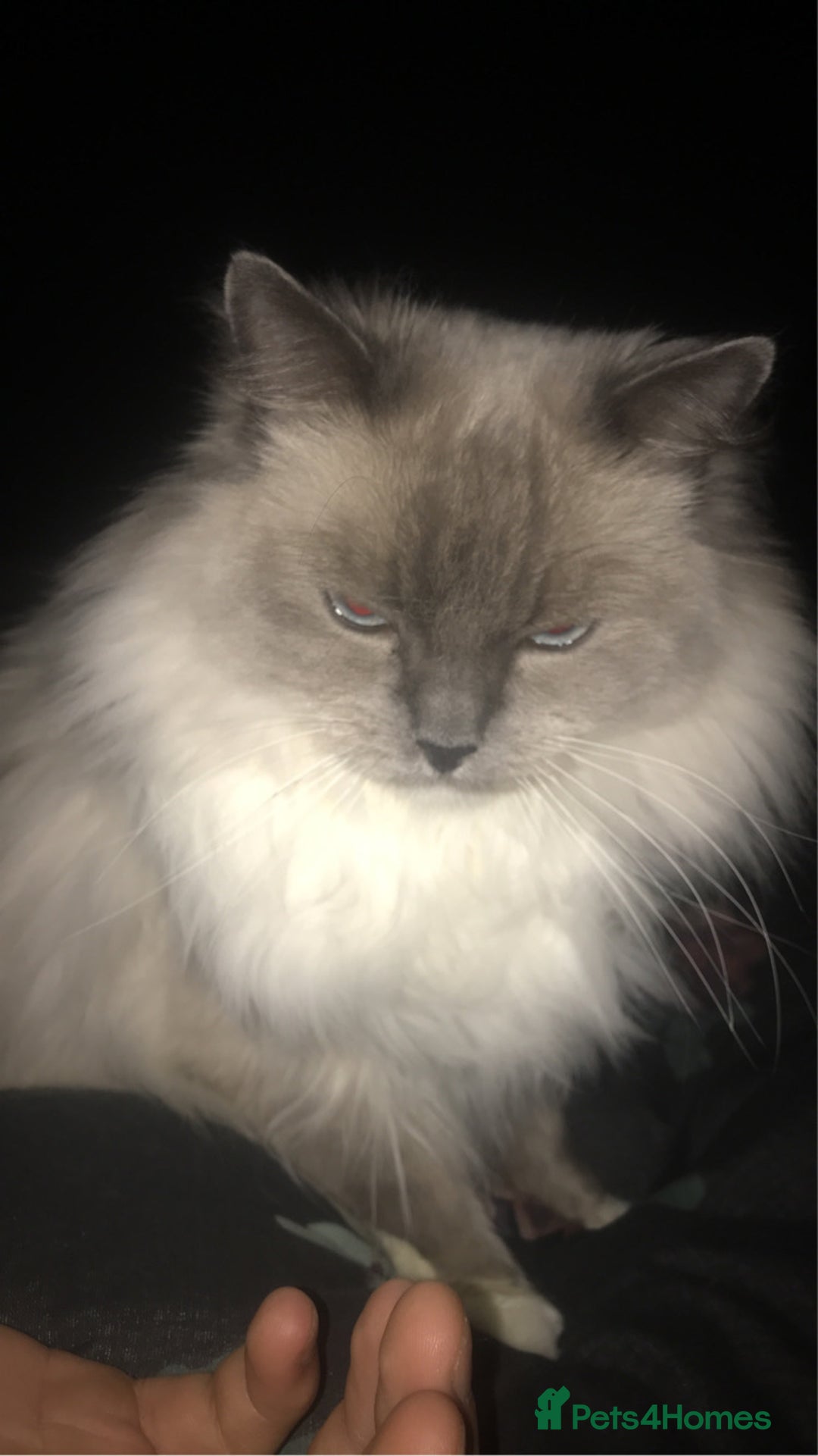 Ragdoll cats for sale: Looking for a good home  - Advert 6