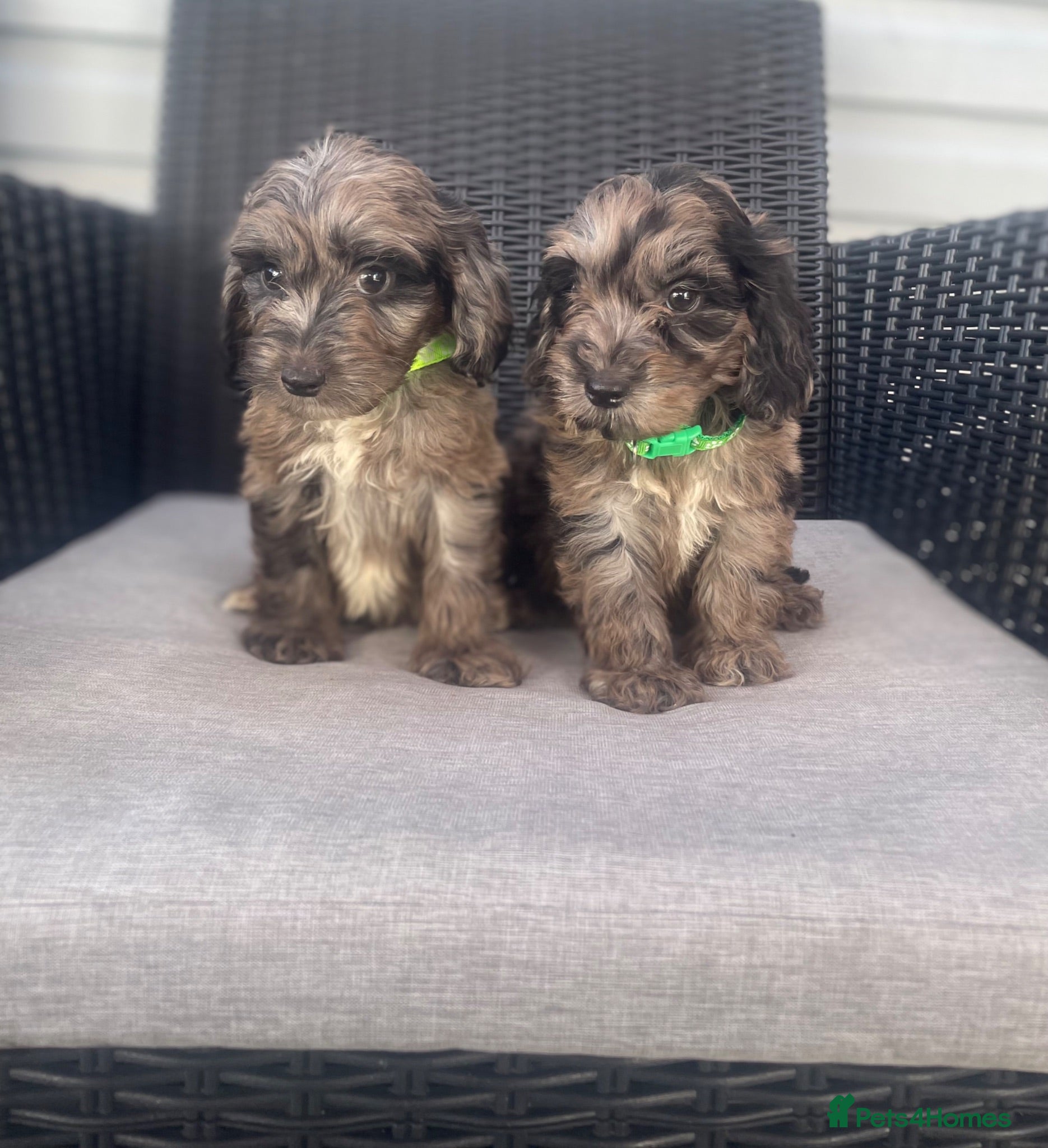 Cockapoo dogs Beautiful F1 cockapoos ready now   - Advert 17
