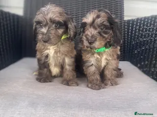 Cockapoo dogs Beautiful F1 cockapoos ready now - Advert 17