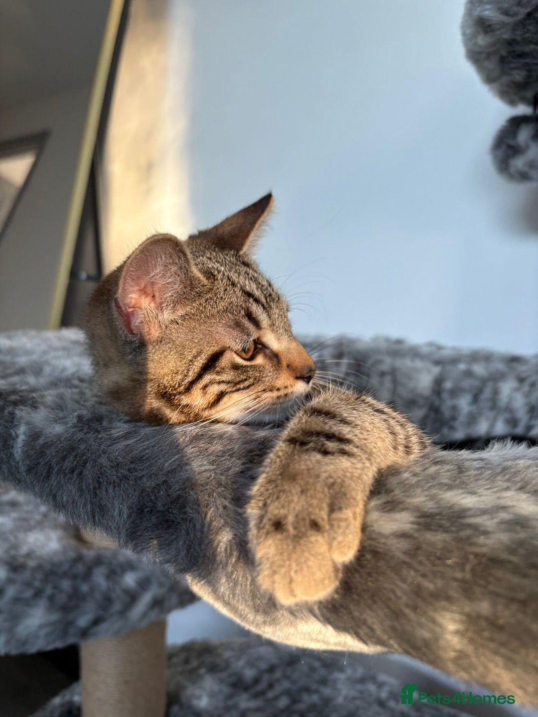 Mixed Breed cats for sale: Tabby male 6 month old kitten - Advert 7