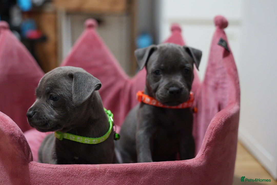 Staffordshire Bull Terrier dogs for sale: Ready now! Stunning Staffy Puppies 🐶 - Advert 10