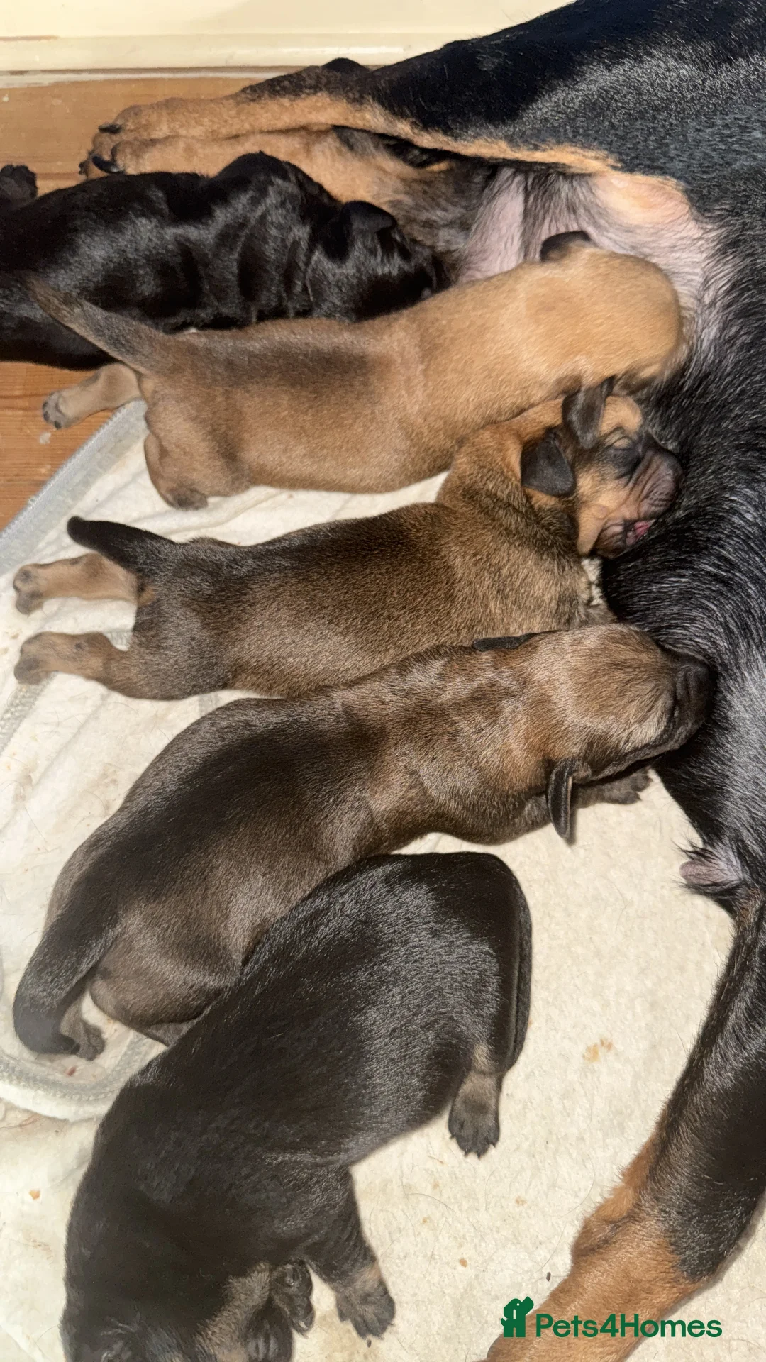 Dachshund dogs for sale:  dachshund x terrie  - Advert 20