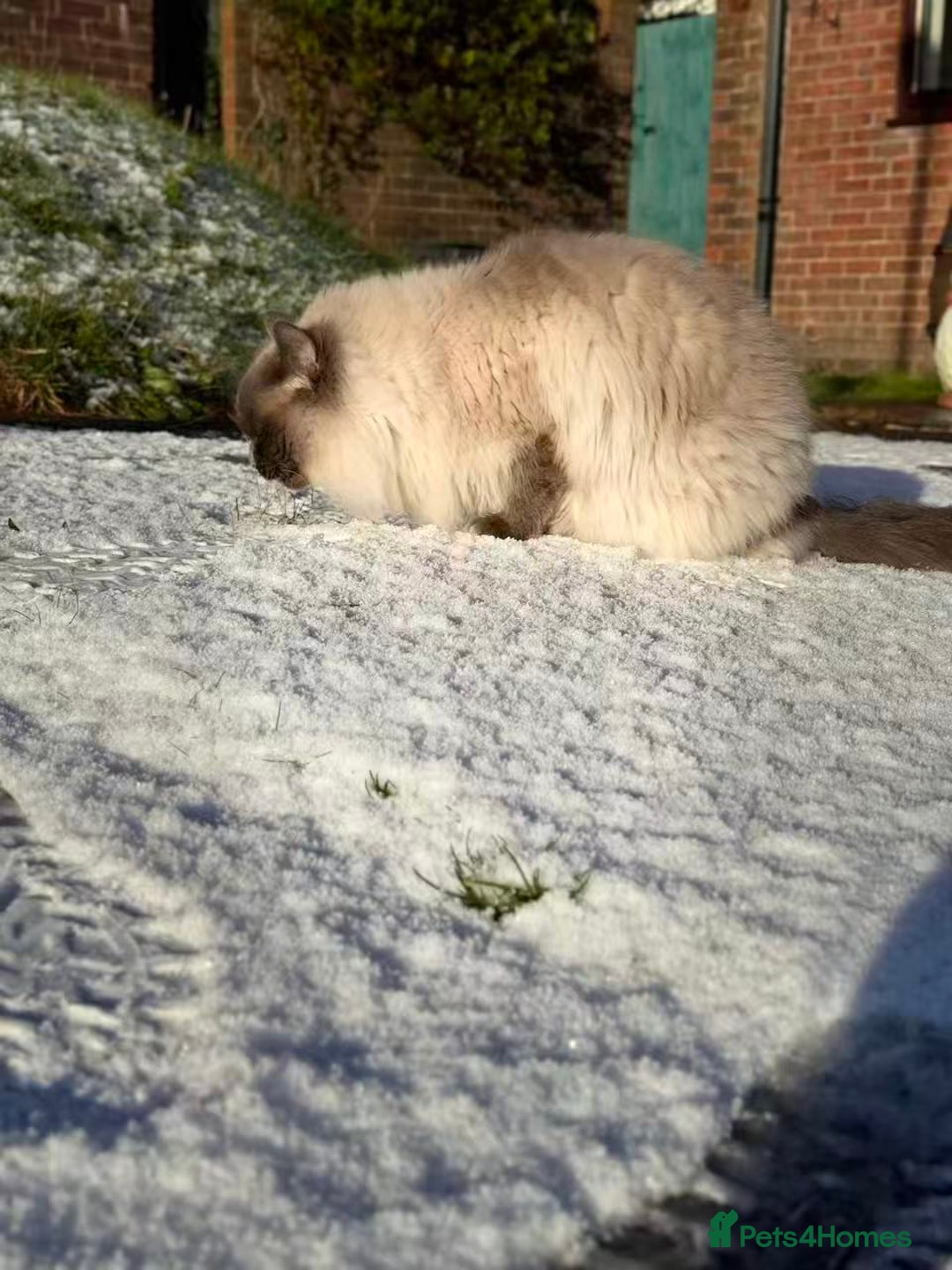 Ragdoll cats for sale: Active female pure Ragdoll - Advert 8