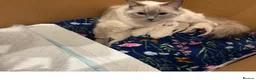 Ragdoll cats for sale: Ragdoll - Advert 1
