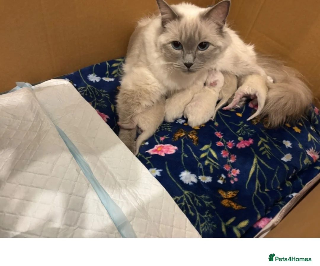 Ragdoll cats for sale: Ragdoll - Advert 1