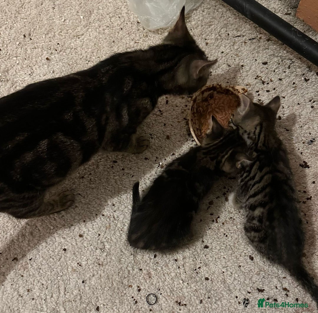 Bengal cats for sale: Tabby/bengal kitten - Image 5