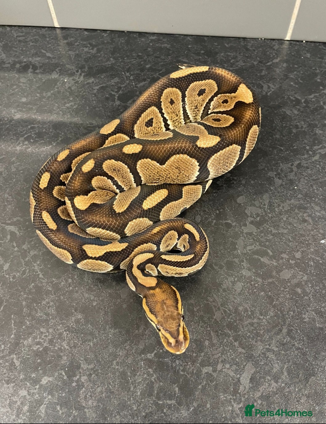 Mixed Breed reptiles Royal python and Leopard Geckos for  sale - Advert 5
