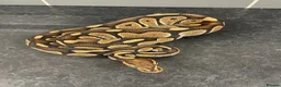 Mixed Breed reptiles for sale: Reptile for sale  - Advert 2