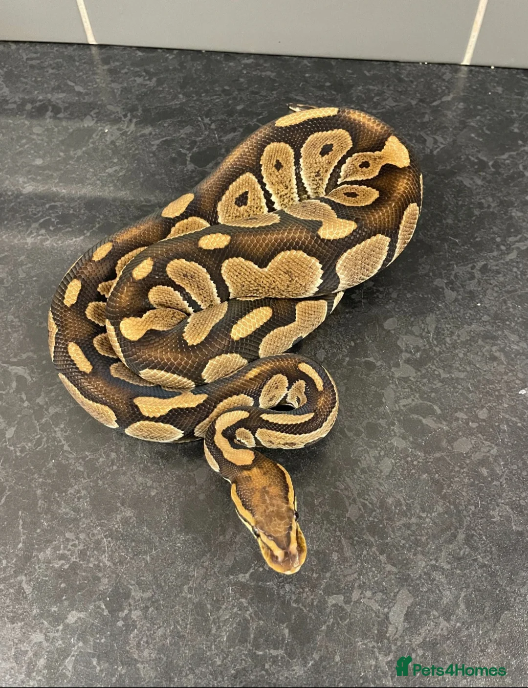 Mixed Breed reptiles for sale: Reptile for sale  - Advert 2