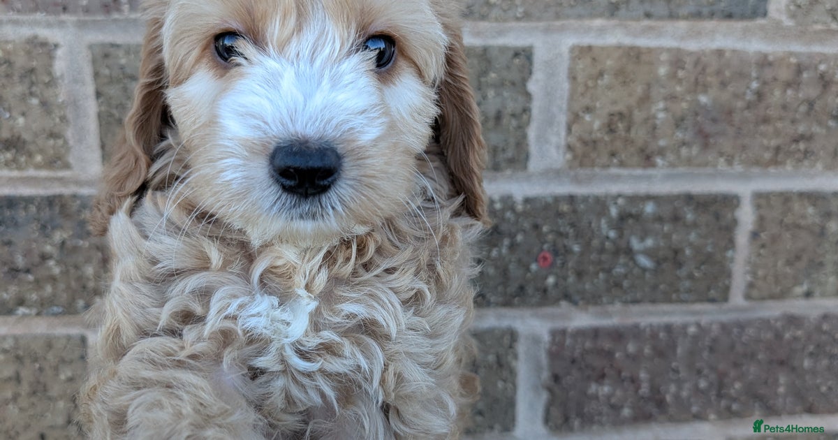 Beautiful cockapoos ready for their forever homes for sale in Newton ...