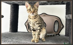 Savannah cats for sale: Dramatically reduced and ready F5 SBT Savannahs in Bingley - Image 25