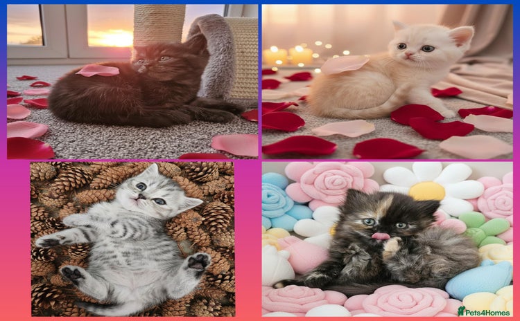 Scottish Fold cats - Advert 1