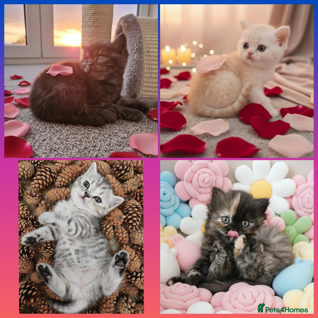 Scottish Fold cats for sale: Adorable Scottish fold Straight Ears Kittens  - Image 1