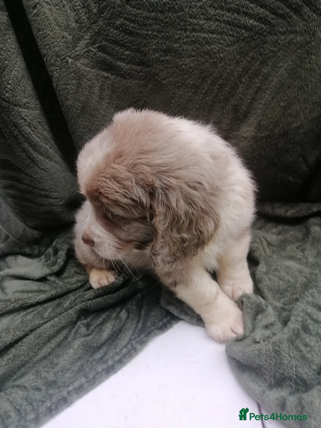Mixed Breed dogs for sale: Cocker spaniel cross cocker/Australian shepherd  - Advert 25