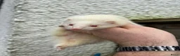 Ferret rodents for sale: Ferrets for sale  - Advert 2