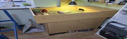 Tortoise reptiles for sale: Russian Tortoise + Enclosure in Nottingham - Advert 7