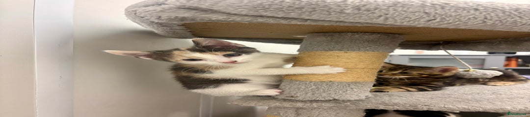 American Shorthair Kitten 1