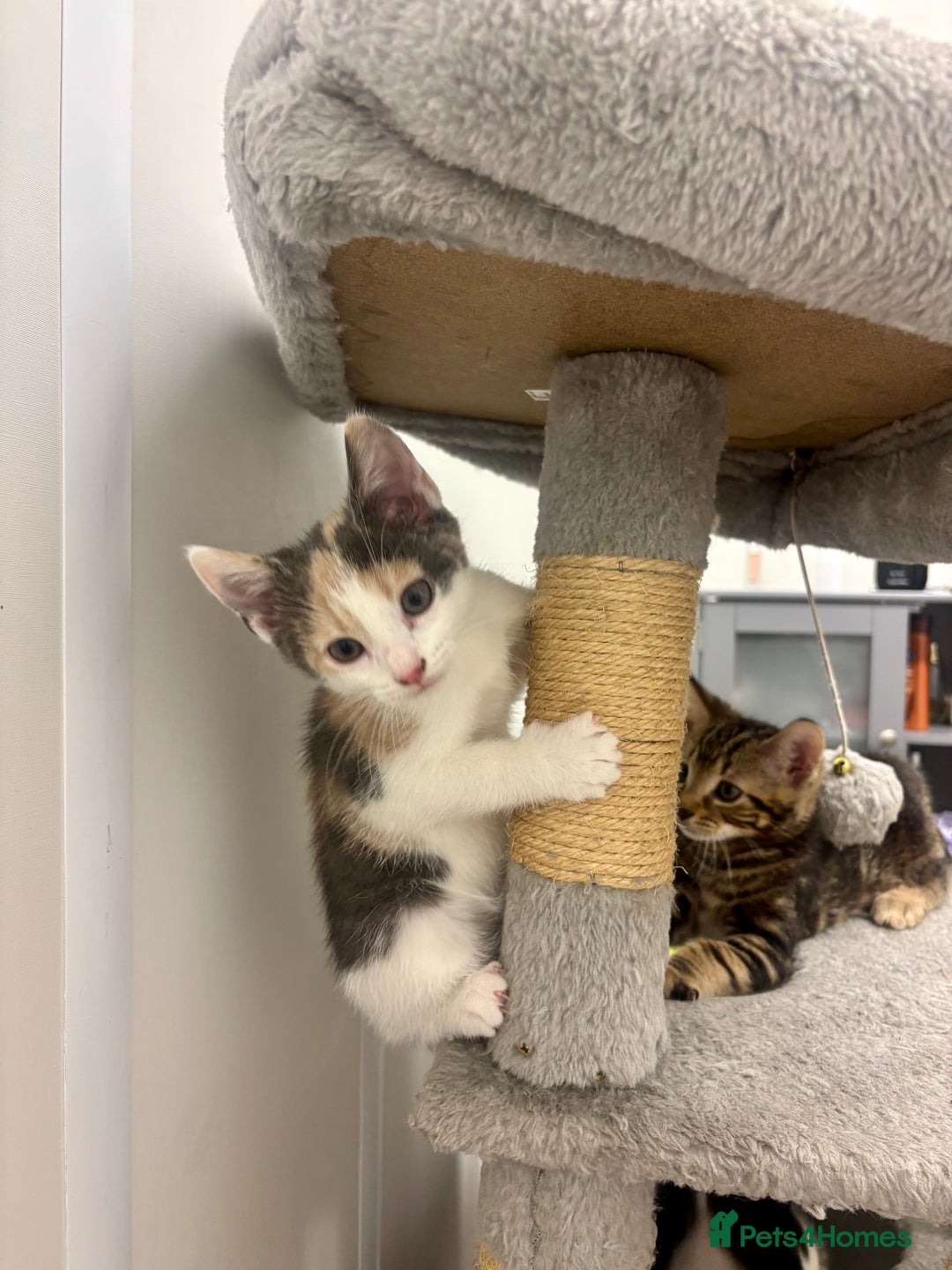 American Shorthair cats for sale: Kittens for sale - Image 5