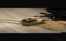 Akita dogs for sale: Japanese x American Akita - Image 1