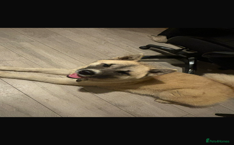 Akita dogs - Advert 2