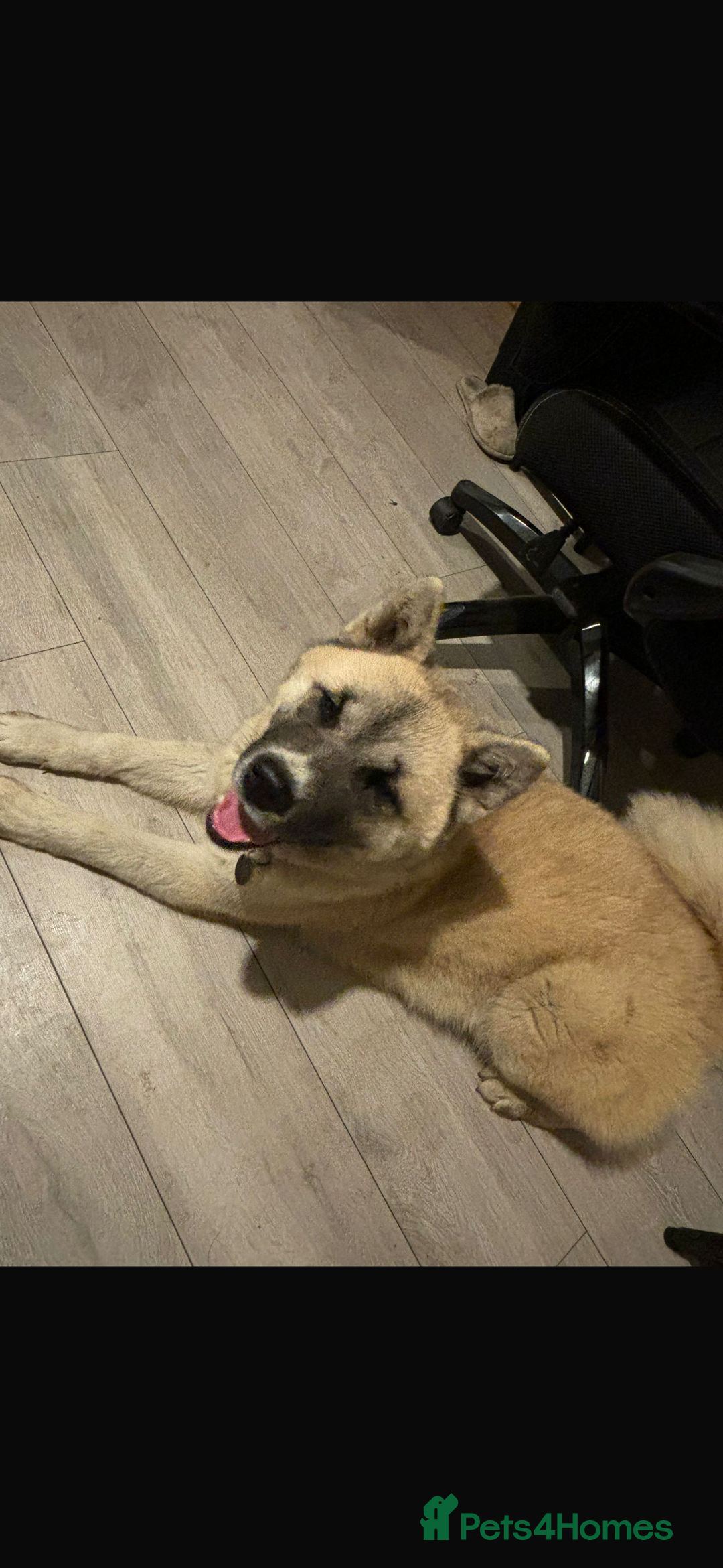 Akita dogs for sale: Japanese x American Akita - Image 1