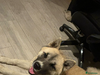 Akita dogs - Advert 36